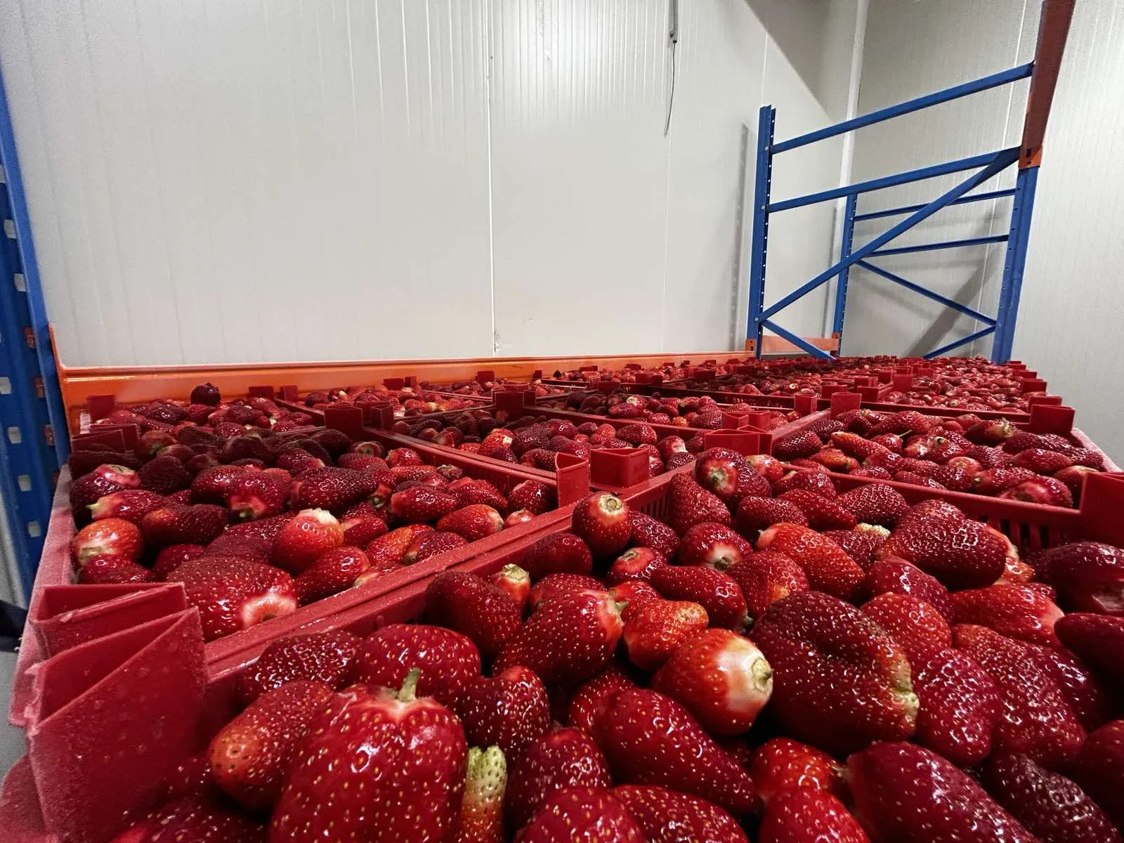 senarro-factory-storage-strawberries